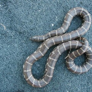 Aneritristic brooksi adult 2