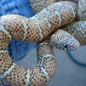 jelly brooksi adult female