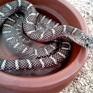 brooksi white ckeek 1