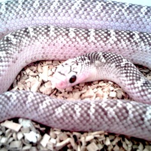 brooksi white sided 1