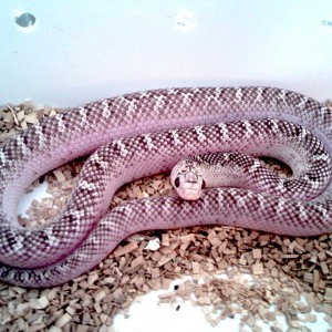 brooksi white sided 2