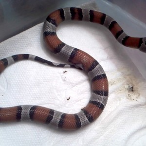 Alterna blair hembra