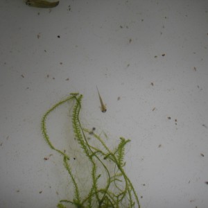 Neurergus kaiseri - Larva