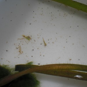 Neurergus kaiseri - Larva