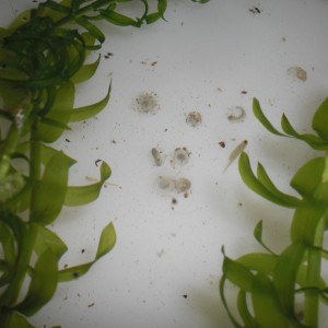 Neurergus kaiseri - Huevos