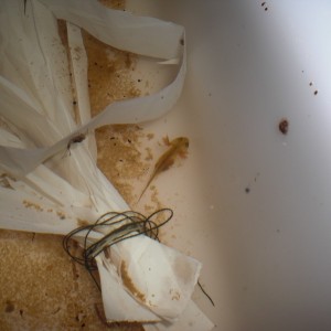 Triturus dobrogicus - Larva