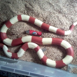 Lampropeltis triangulum hondurensis albina bicolor hetero tangerina