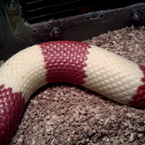 Lampropeltis triangulum hondurensis albina bicolor hetero tangerina cuerpo