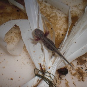 Triturus dobrogicus - Larva