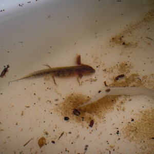 Triturus dobrogicus - Larva