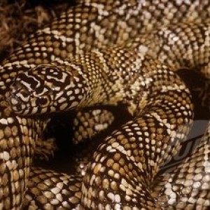 lampropeltis getula brooksi adulta