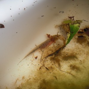 Triturus dobrogicus - Larva