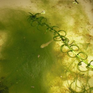 Neurergus kaiseri - Larva