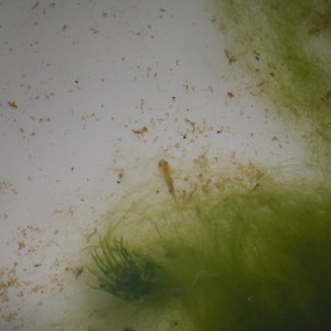 Neurergus kaiseri - Larva