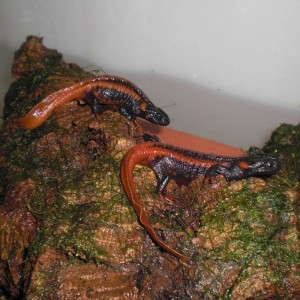 Tylototriton kweichowensis