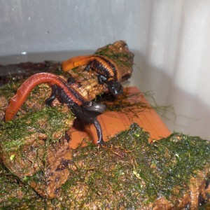 Tylototriton kweichowensis