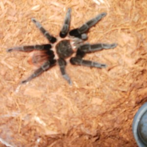 mi brachypelma vagans