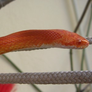 Guttatus amelanistic bloodred