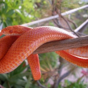 Guttatus amelanistic bloodred