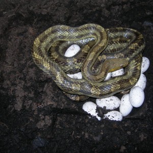 Pantherophis obsoletus quadrivittatus