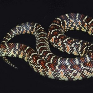 lampropeltis getula brooksi baby