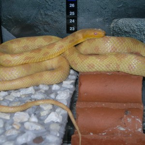 Pantherophis o.q. albina