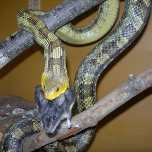 Pantherophis o. q.