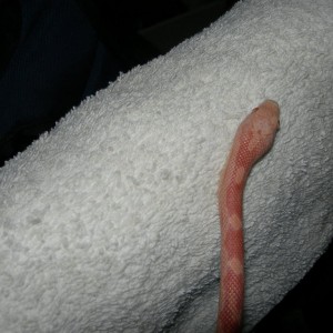 Pantherophis obsoletus bubblegum