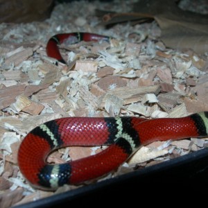 Falsa coral de Sinaloa