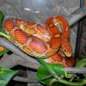 Cornsnake female
