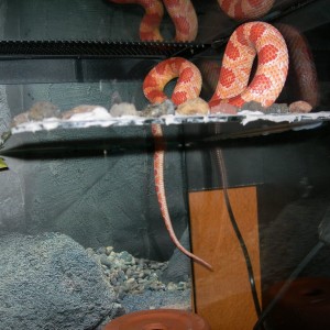 cornsnake albina