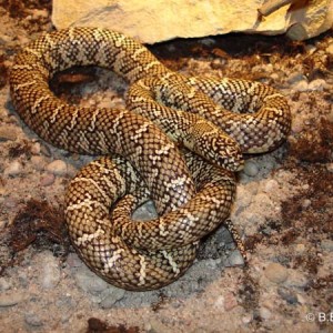 Lampropltis getulus floridana adulta