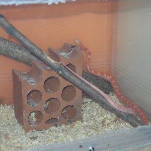 bubblegum rat snake 2