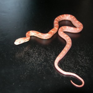 Bubblegum rat snake