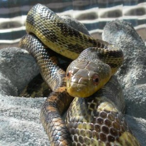 Yellow rat snake