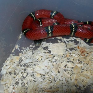 Falsa Coral de Sinaloa