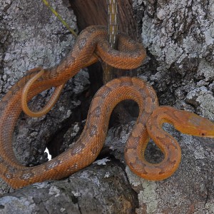 Pantherophis obsoletus rossalleni