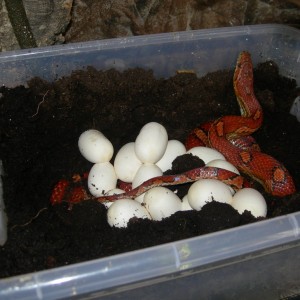 cornsnake con su puesta