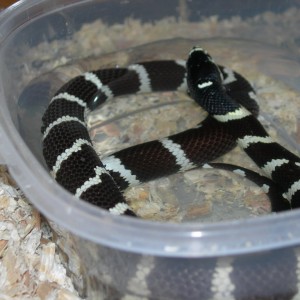 Lampropeltis getulus californiae