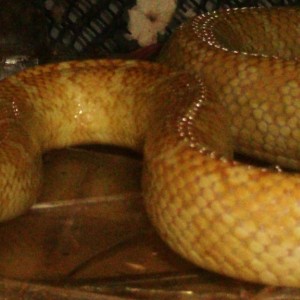 lavender albino brooksi adulto