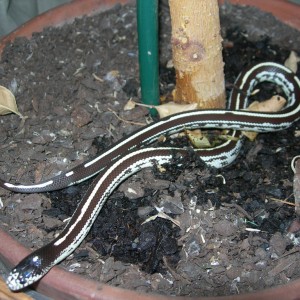 Lampropeltis getulus californiae