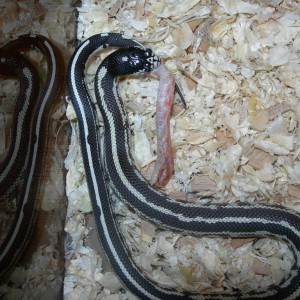 Serpiente rey de california