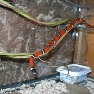 Falsa coral de sinaloa