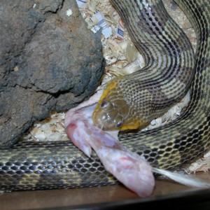 Pantherophis o. q.