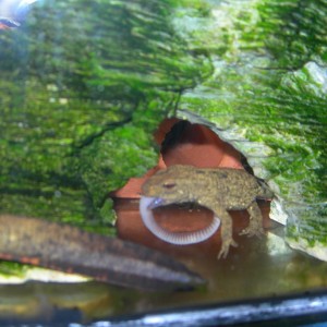 Paramesotriton chinesis