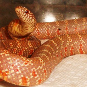 lavender albino brooksi baby