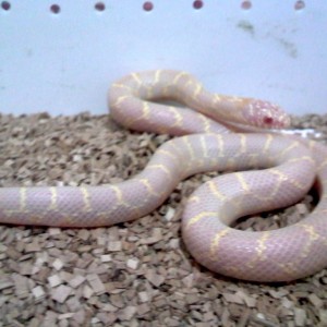 brooksi albina T- foto 1