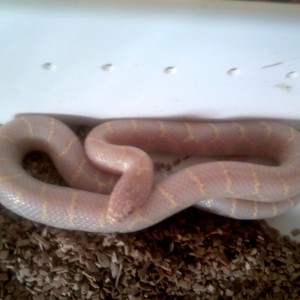 brooksi albina T- foto 2