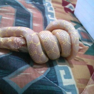 brooksi albina T- foto 3