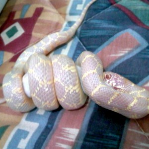 brooksi albina T- foto 4